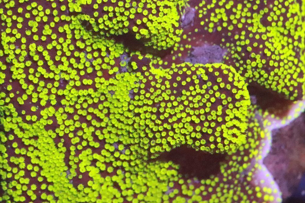 10 Montipora STARWARS Fluo Szczepka   FLUOLAMPS.PL WYSYŁKI