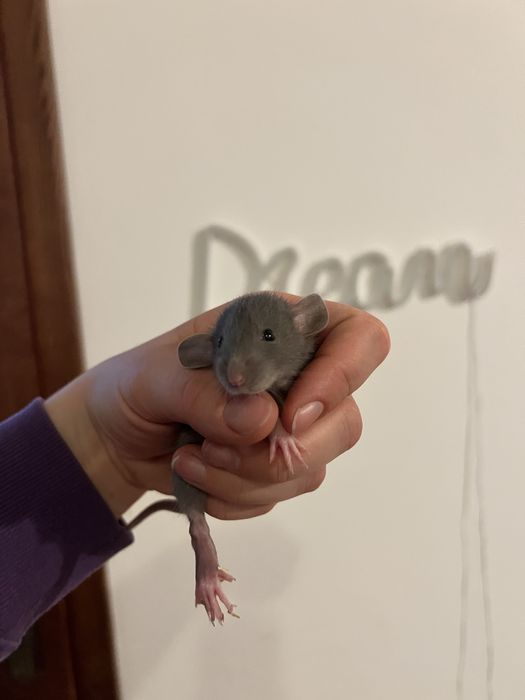 Szczur szczurek szczurki szczury 4 chlopaki