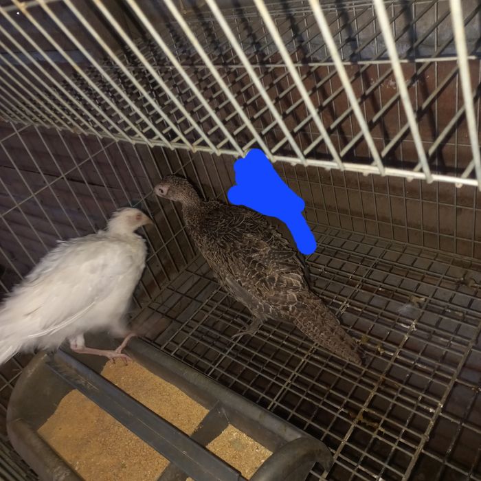 Vendo ou troco por algo do meu interesse!!