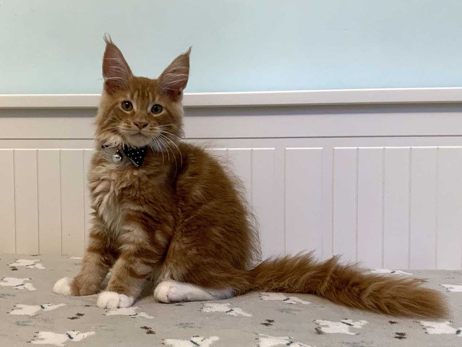 Do odbioru - ORFEUSZ – rudy kocur Maine Coon FPL – Wrocław