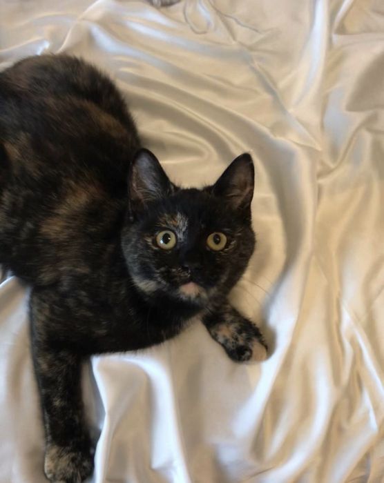 Кошка котенок котята