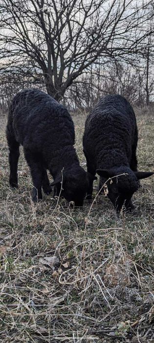 Продам ягнят овечки вівці
