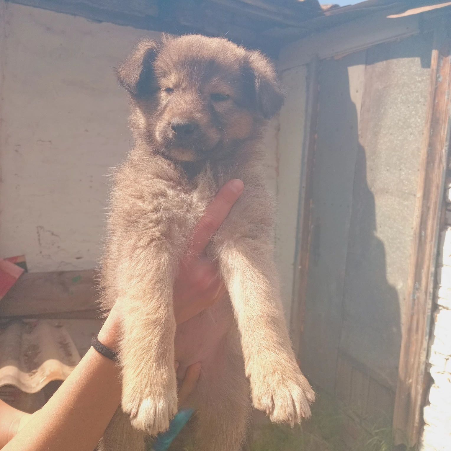 Віддам цуценят у Добрі руки