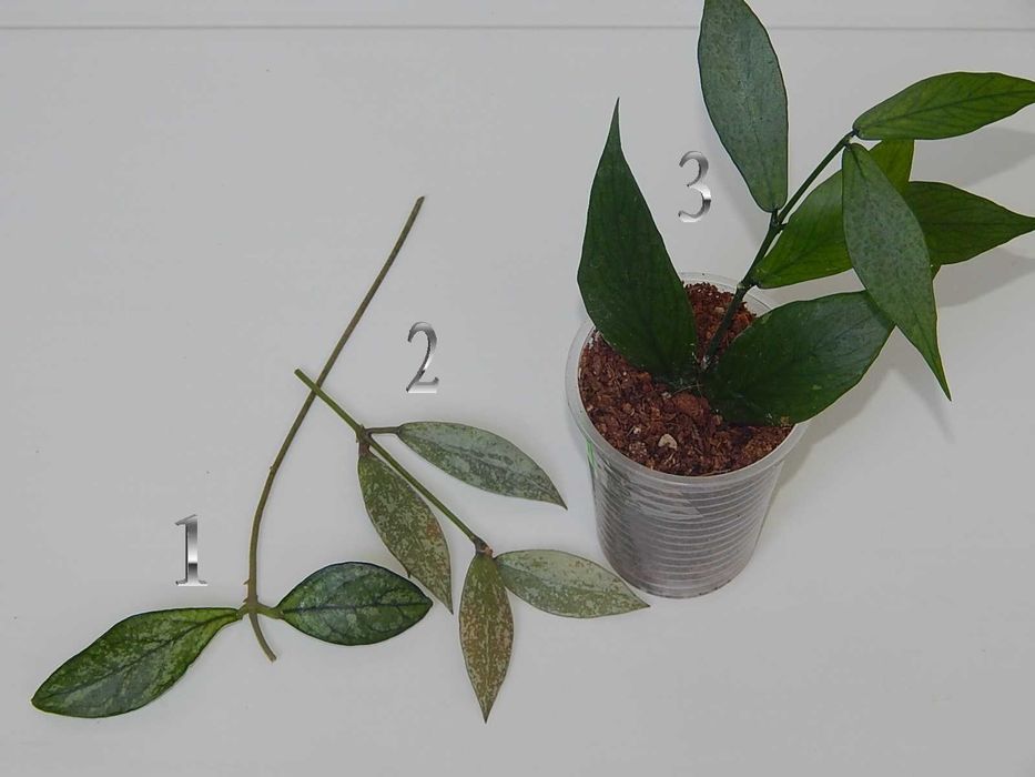 Хойи набор 3 шт., Crassipetiolata splash, Lacunosa red Lao, Polyneura