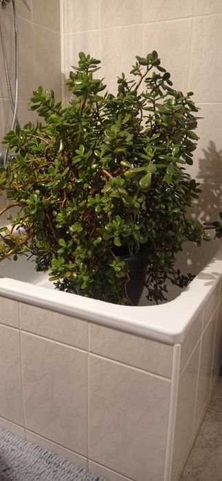 Drzewko szczęścia Grubosz