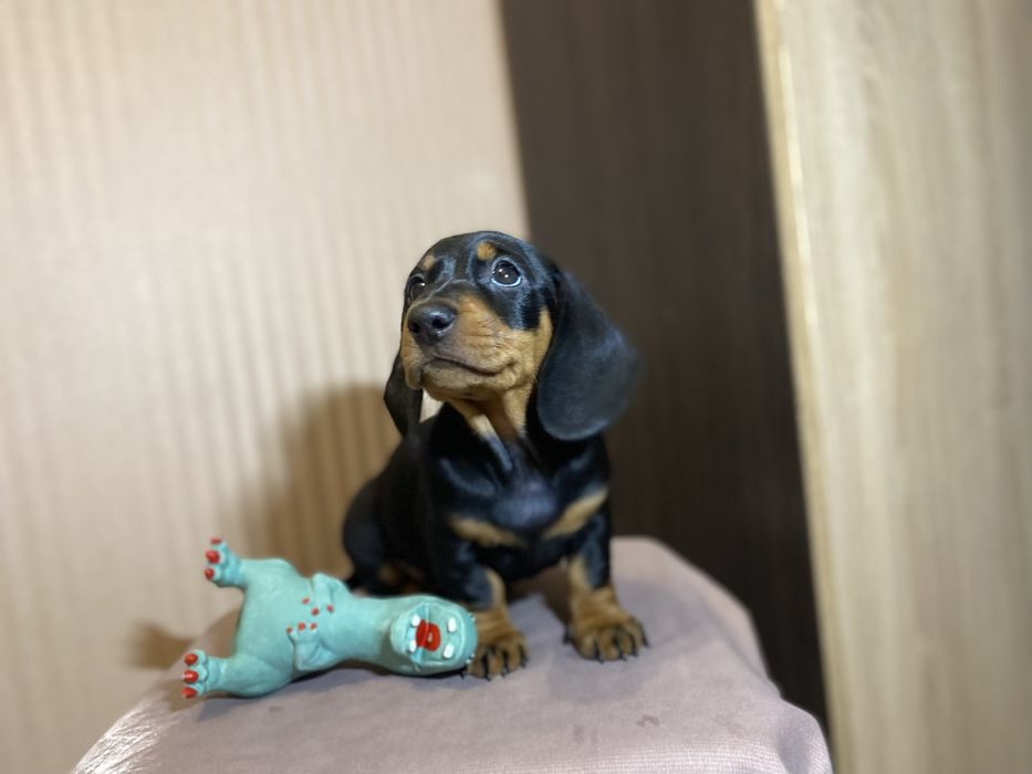 Чистокровна такса, чорна рижа руда