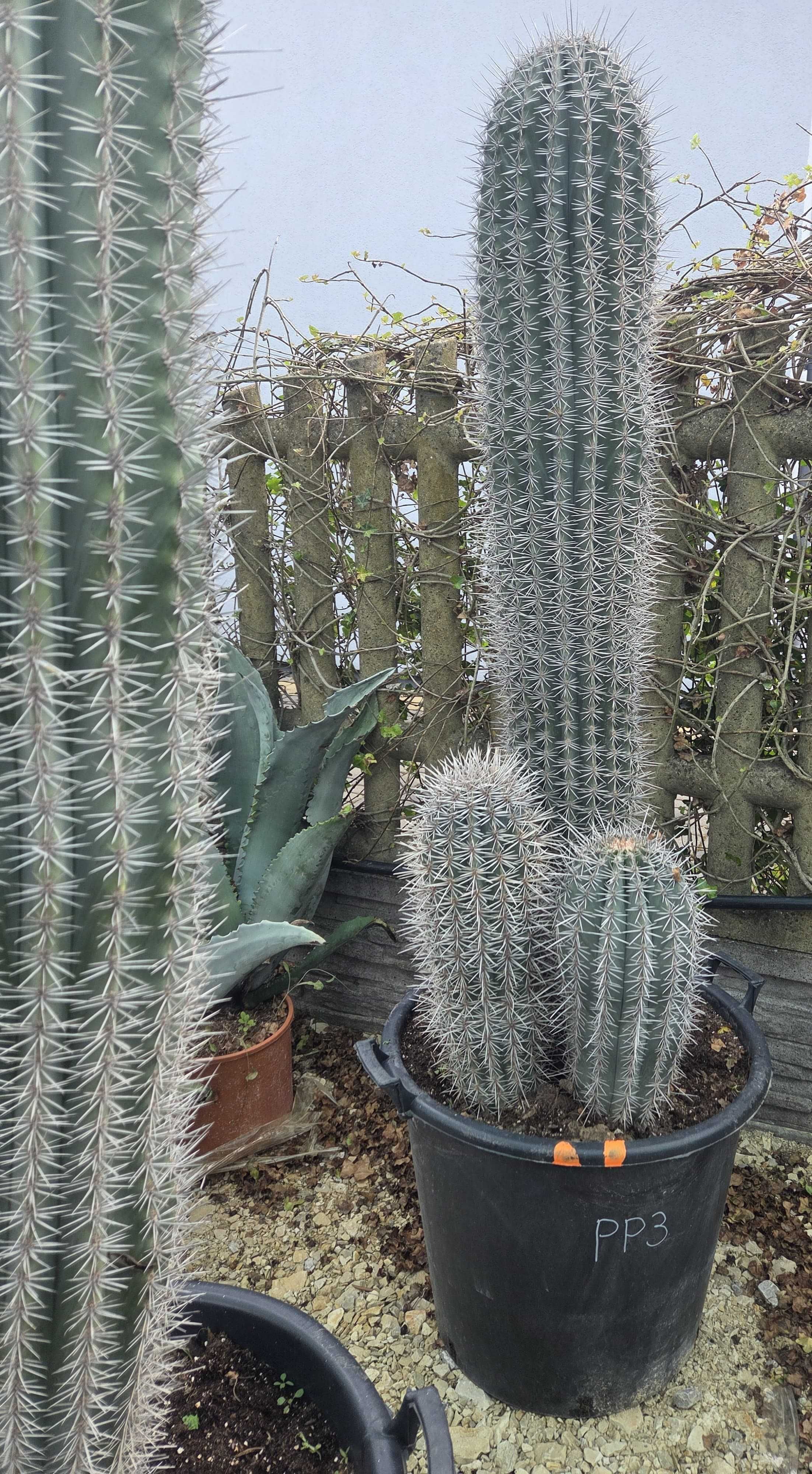 Kaktusy Pachycereus pringlei – okazy 85-170 cm