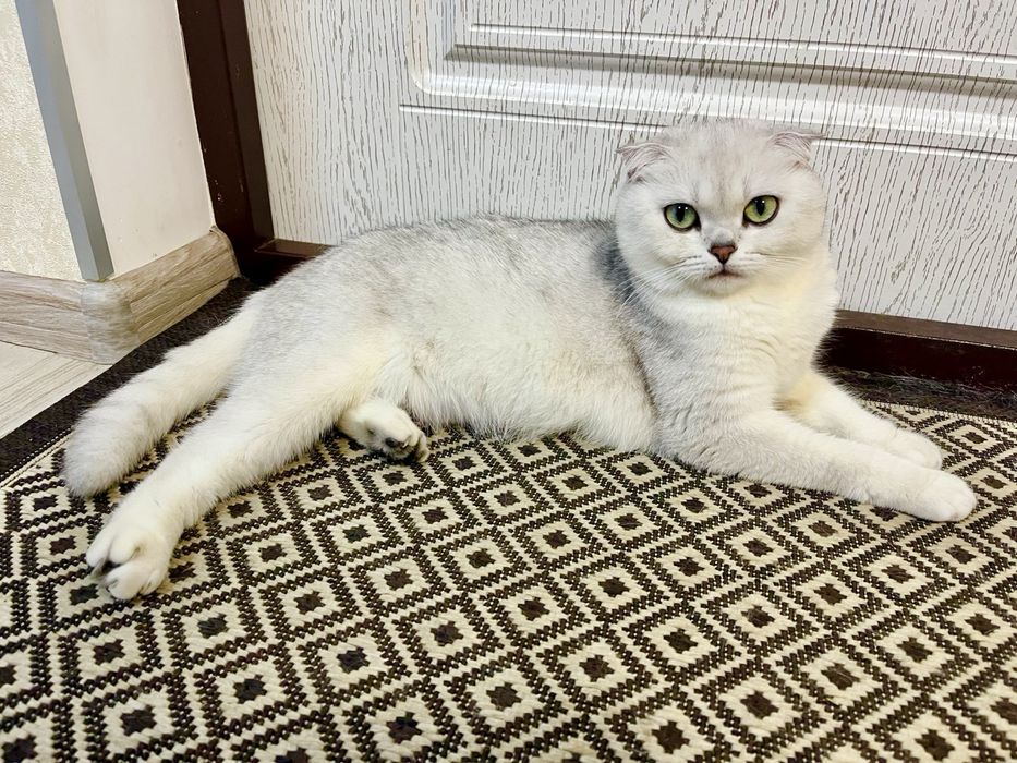 Пропала загубилась кішка кошка Крюківщина Гатне