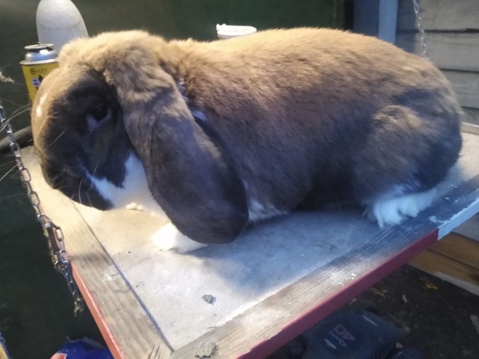 Baran francuski madagaskarowy srokacz