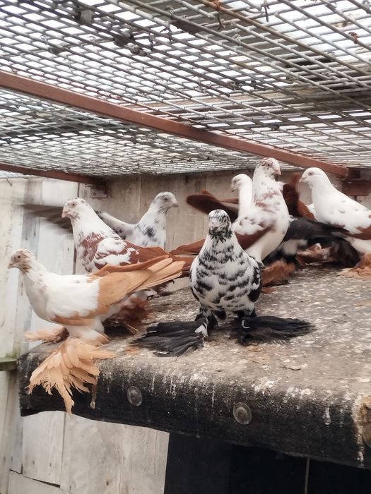 Widyny,wiedyny, gołębie ozdobne