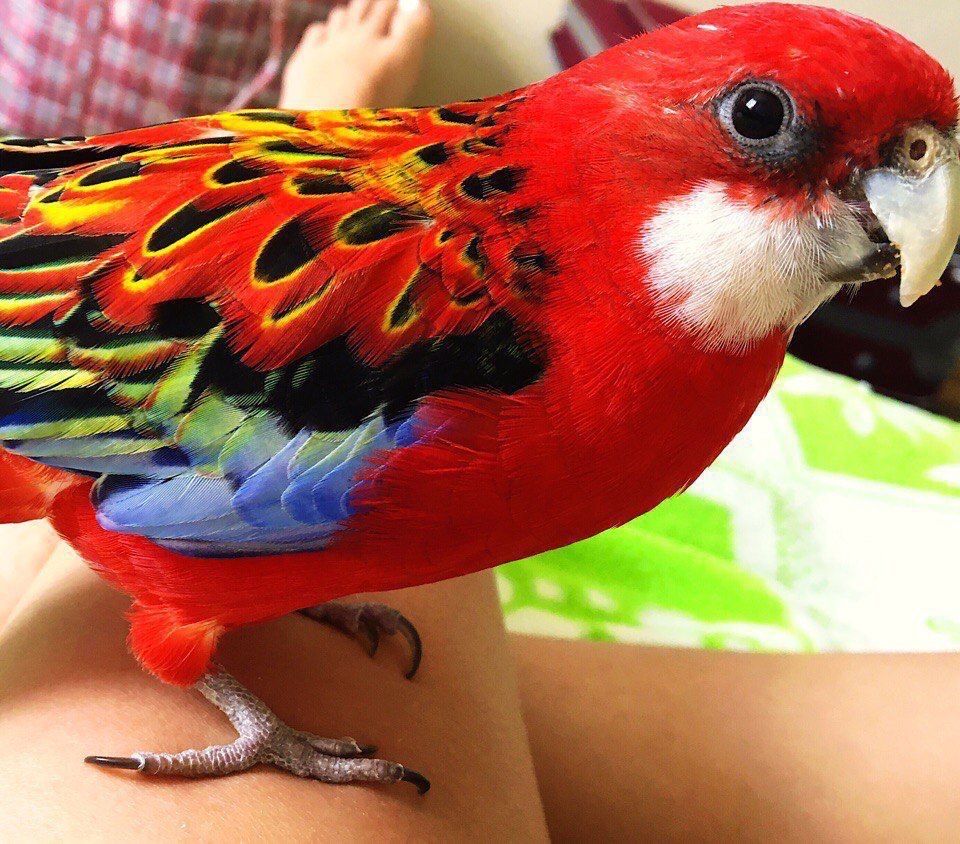 Розелла попугай яркие красивые попугайчики в семью