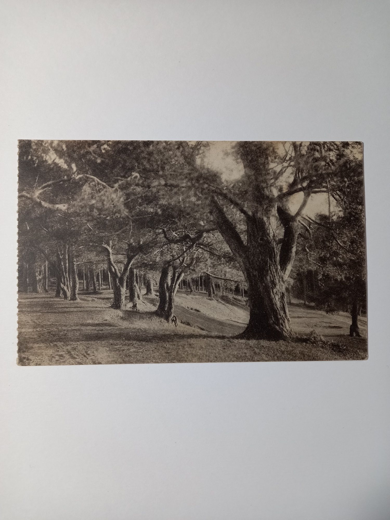 Przedwojenna pocztówka  1936 r.