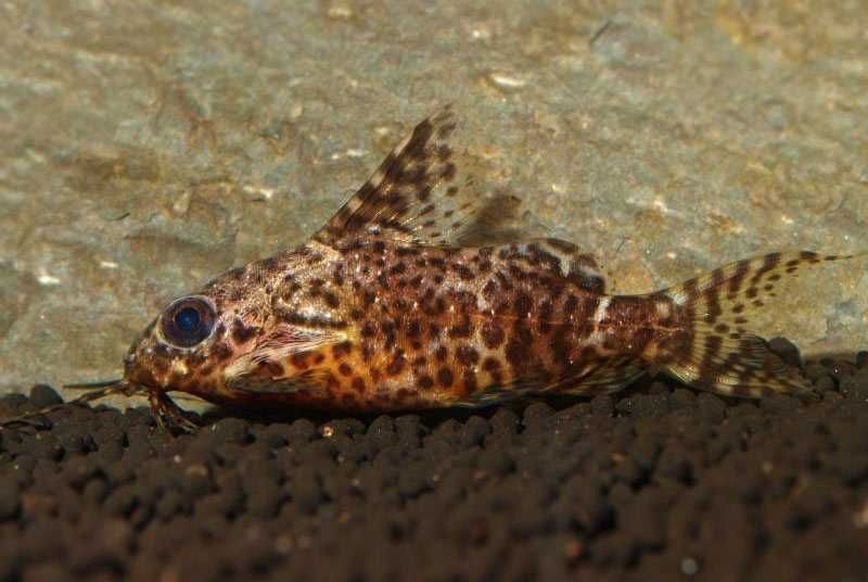 GB Opaczek, Giętkoząb czarnobrzuchy - dowóz ryb!