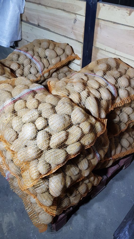 Ziemniaki denar worek 25 kg bez nawozów
