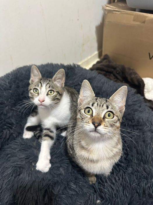 Gatinhos bebes para adoção responsavel