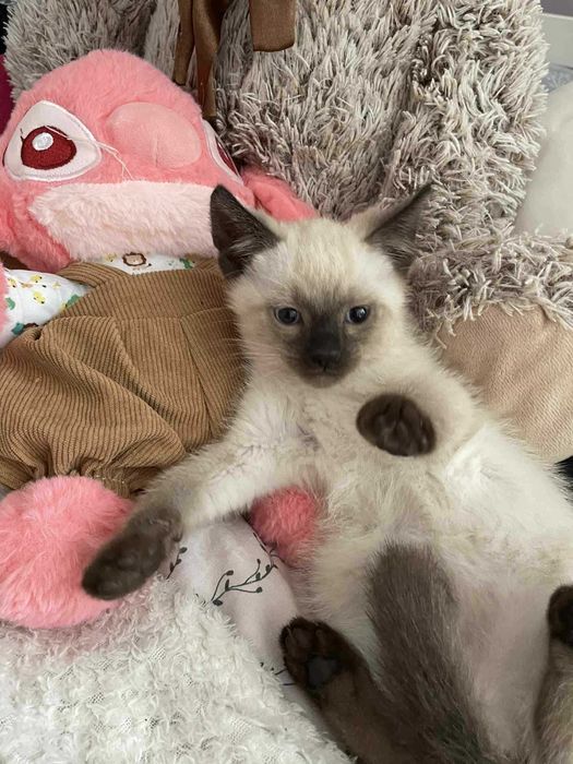 Kotki syjamskiego typu