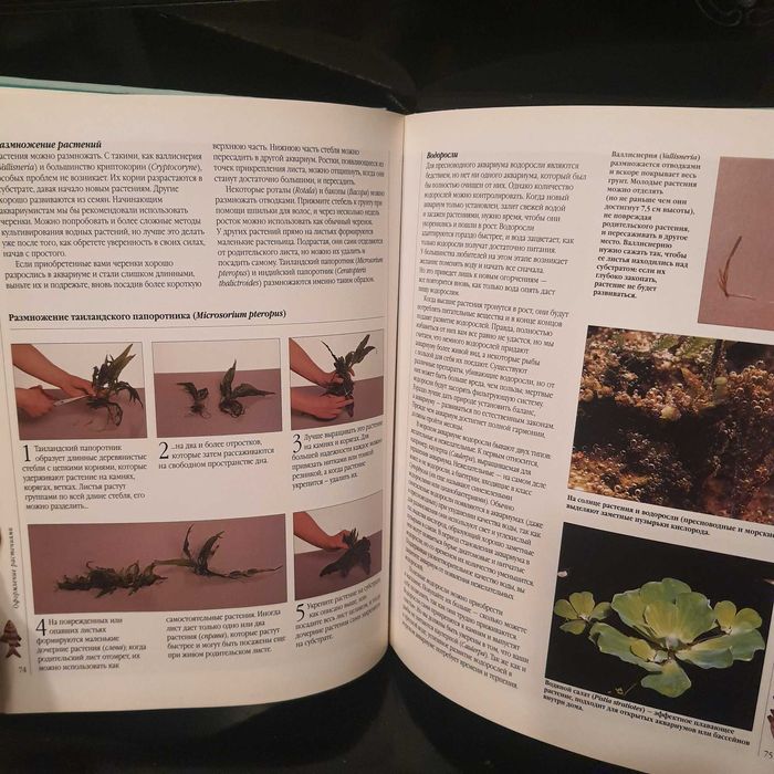 Аквариумные рыбки