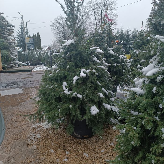 Jodła kaukaska cięta od 140-300 cm wszystkie za 150 zł