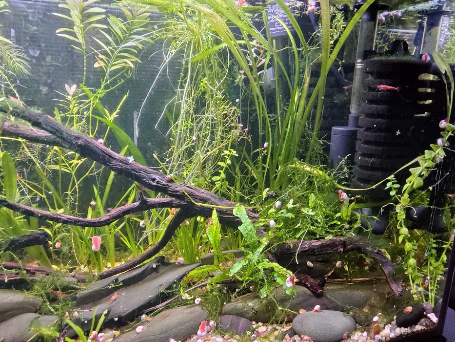 Aquário Completo 60L