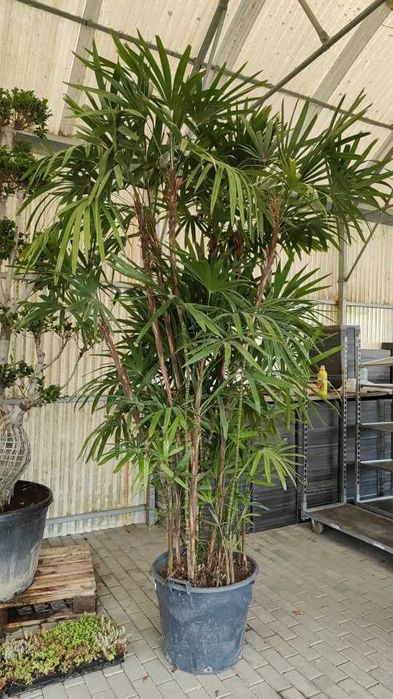 ARECA DWARF - Palmeiras - 200/250/300CM