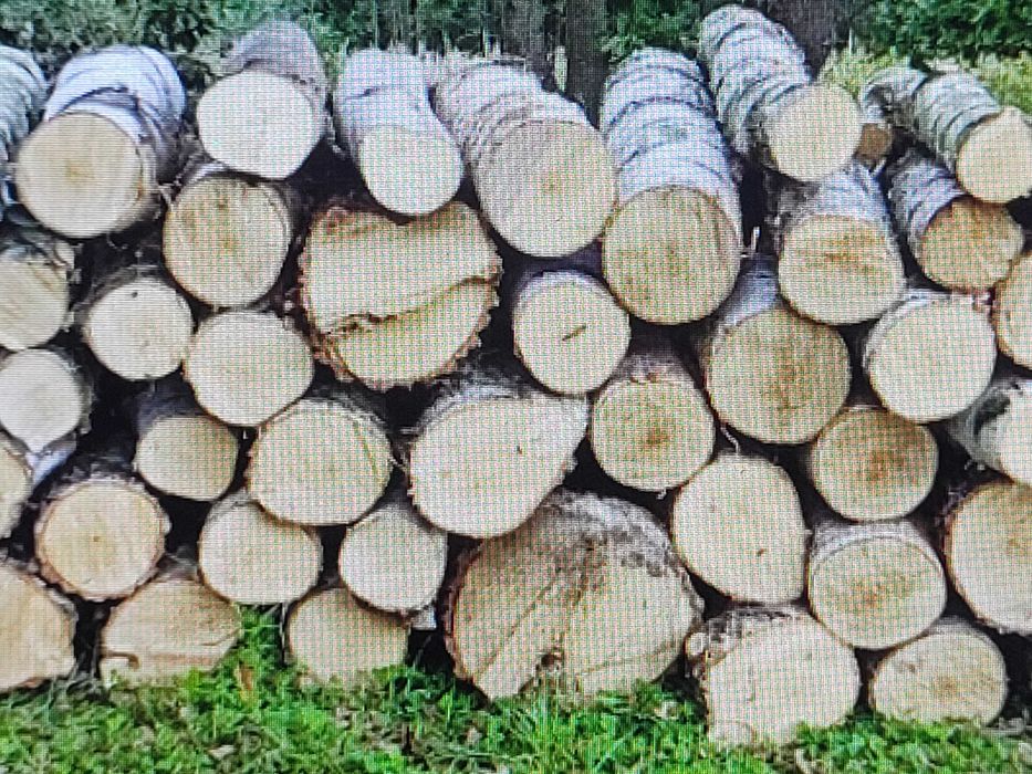 Brzoza, gruba, sucha