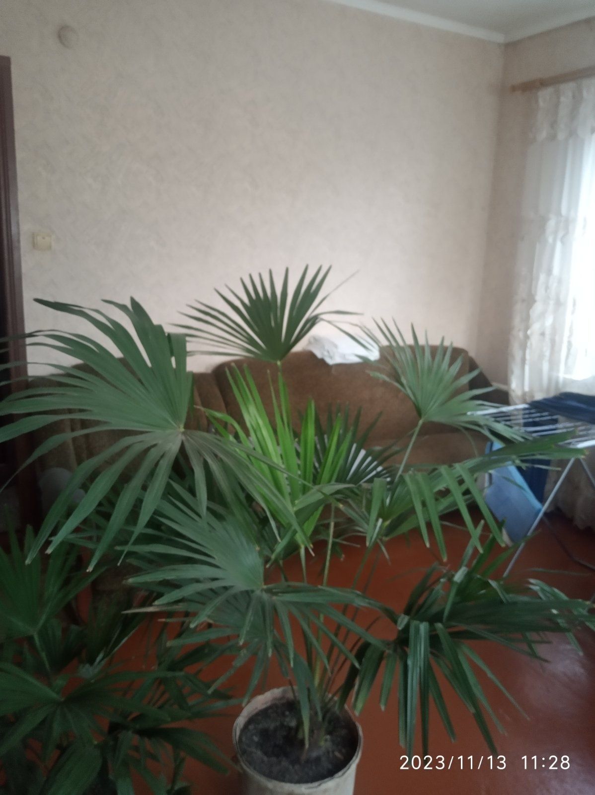 Рапис - комнатная пальма 1.5 метра