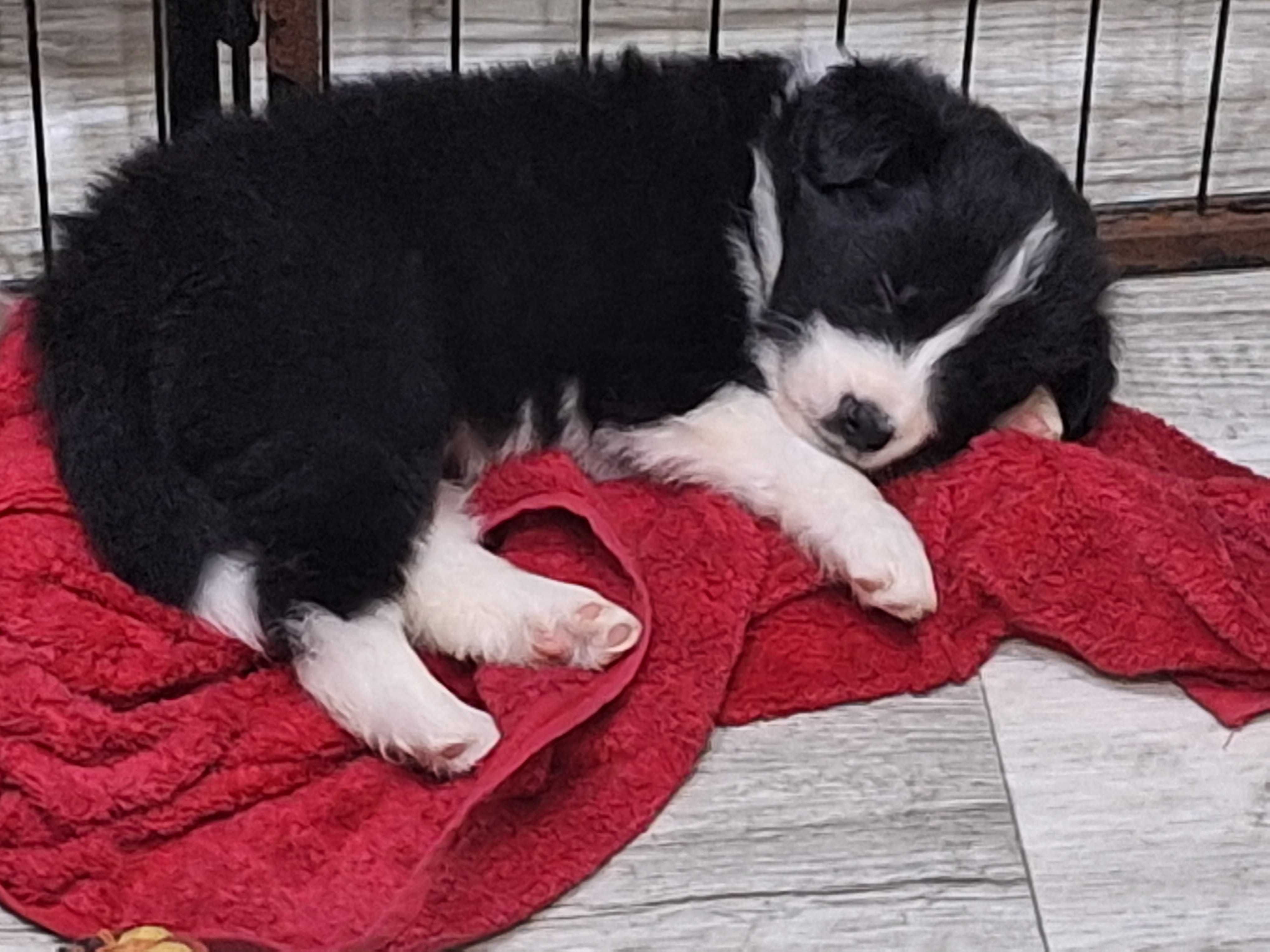 Piesek Border Collie ZKWP/FCI