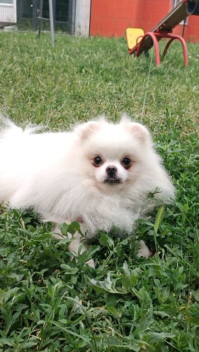 Білий хлопчик померанський шпиць, ведмедик