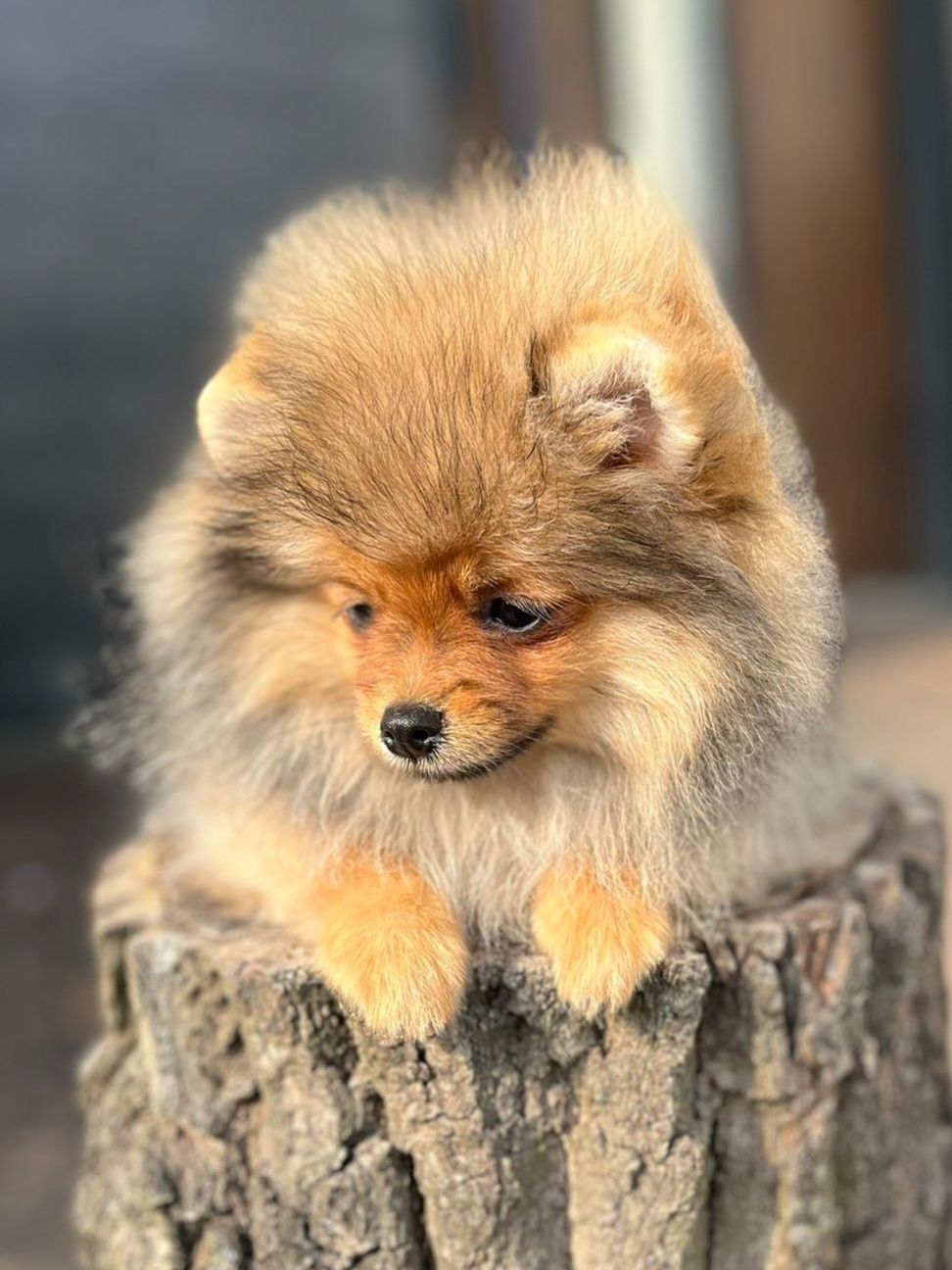 Pomeranian szpic miniaturowy gotowy do odbioru
