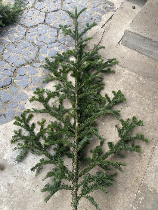 Пишні гілки ялинок