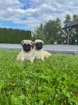 Mops* jasny krem* piesek,suczka