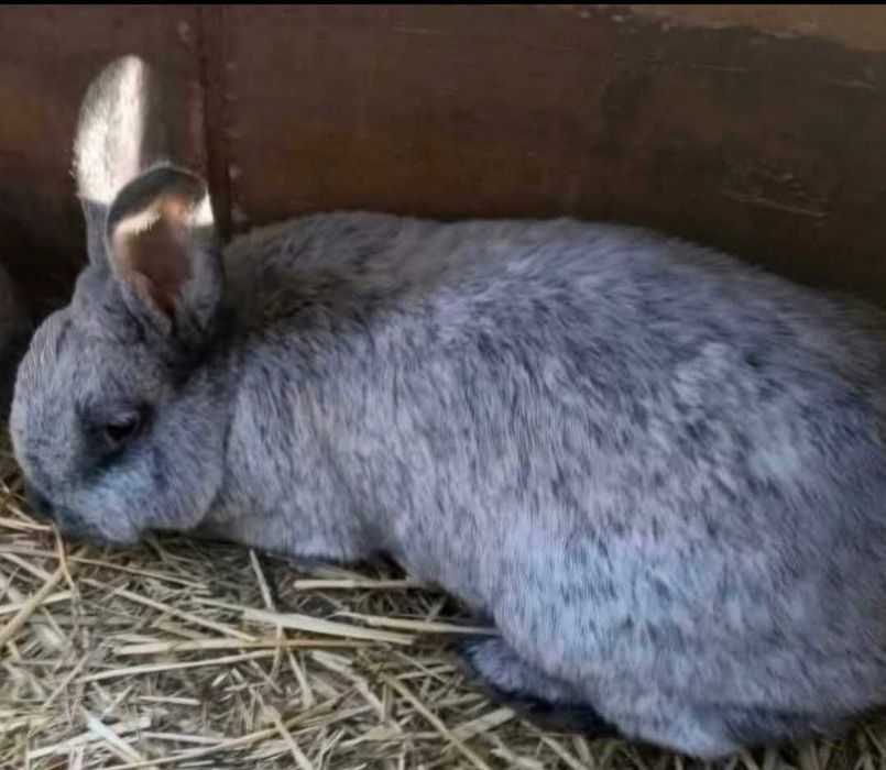 Продамо самців кролів