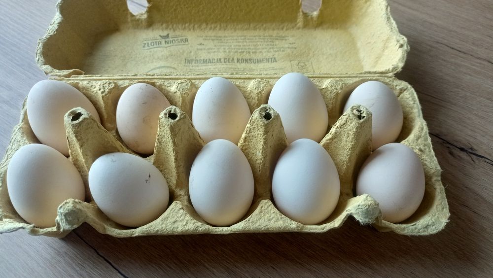 Jajka lęgowe kur silki. Silka jedwabista. Silka amerykańska USA