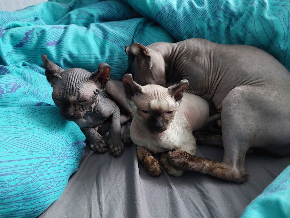 Эльфы мальчик и девочка.