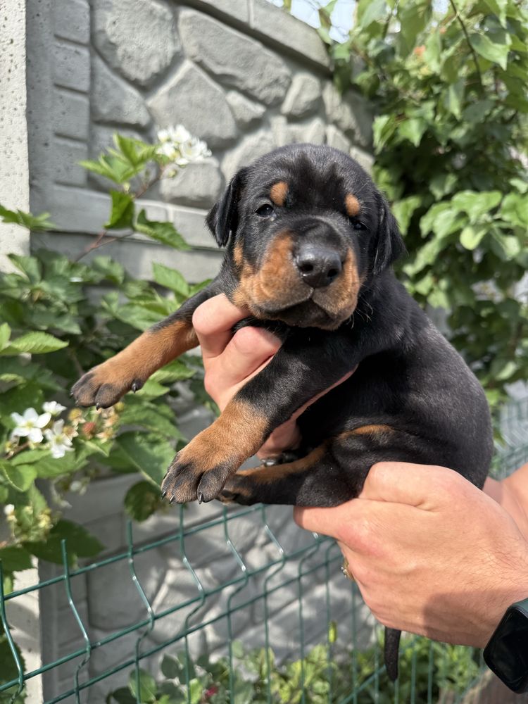 Хлопчик (male) Doberman FCI КСУ