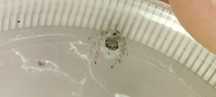 Hyllus diardi maluszki L3/4 GRATISY