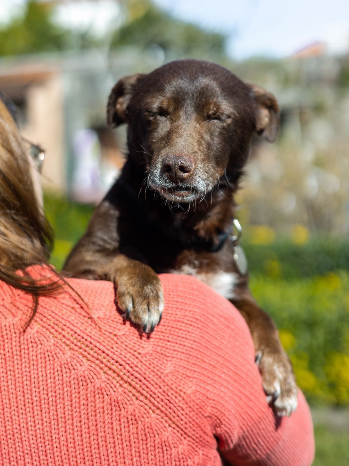 Cãozinho adulto porte pequeno