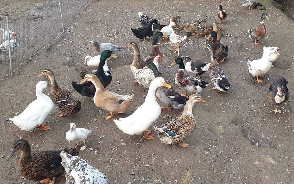 Patos  gansos perus garnizas