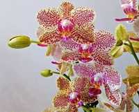 Орхідея 7 квітоносів !Фаленопсис сорт Пікачу