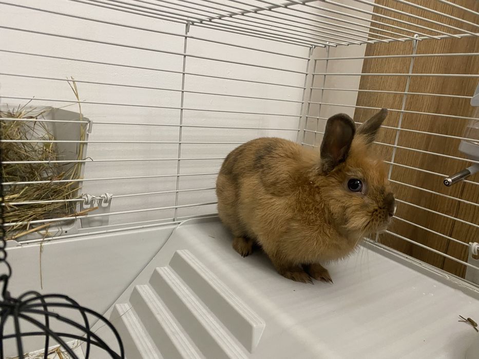 Декоративний кролик разом з кліткою