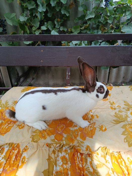 Продам кролі, кролики НСВ