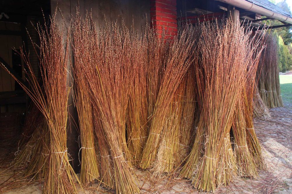 Wiklina amerykanka sucha nie sortowana.