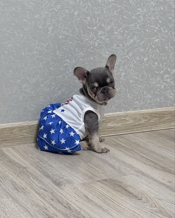 Казкові блакитні бульдожки