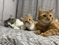 Gatos para adoção