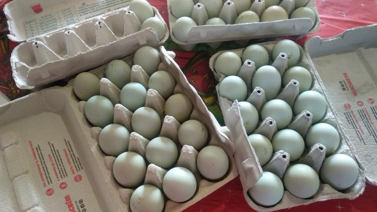 Інкубаційні яйця Амераукана