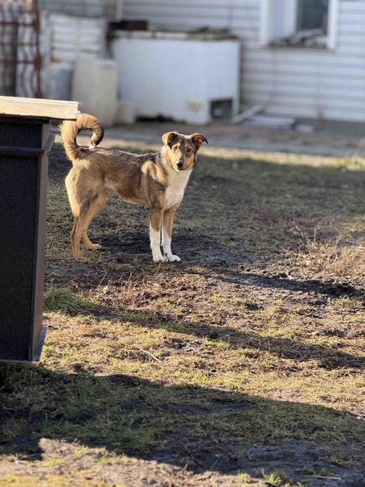Собачка у добрі руки