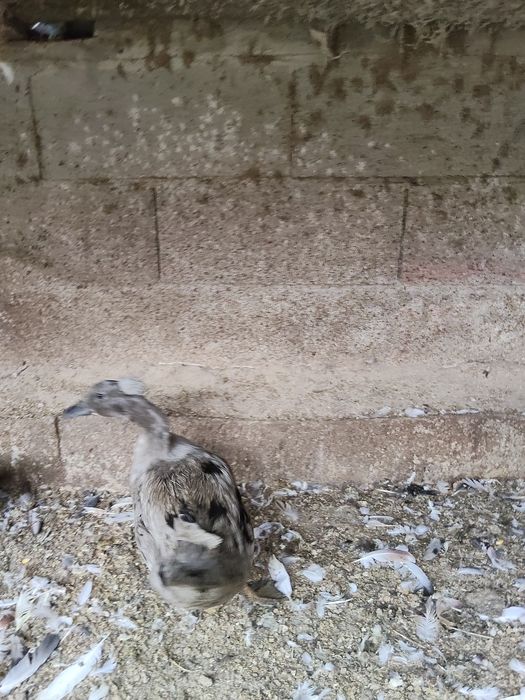 Patos marrecos de pompom