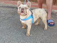 Macho Isabella merle francês bulldog