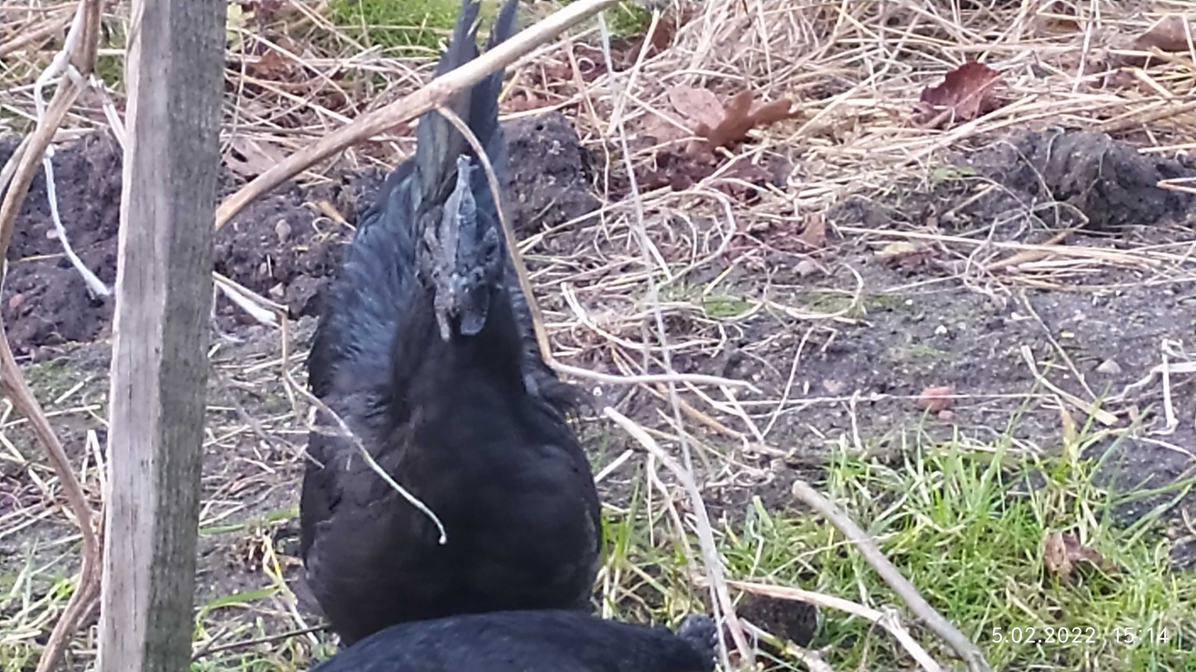 Jajka lęgowe od ayam cemani