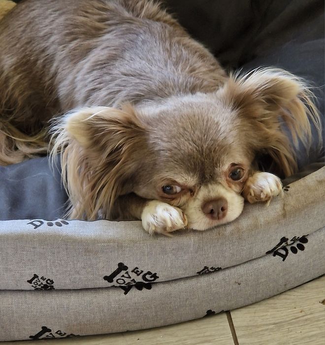 Chłopiec długowłosy FCI